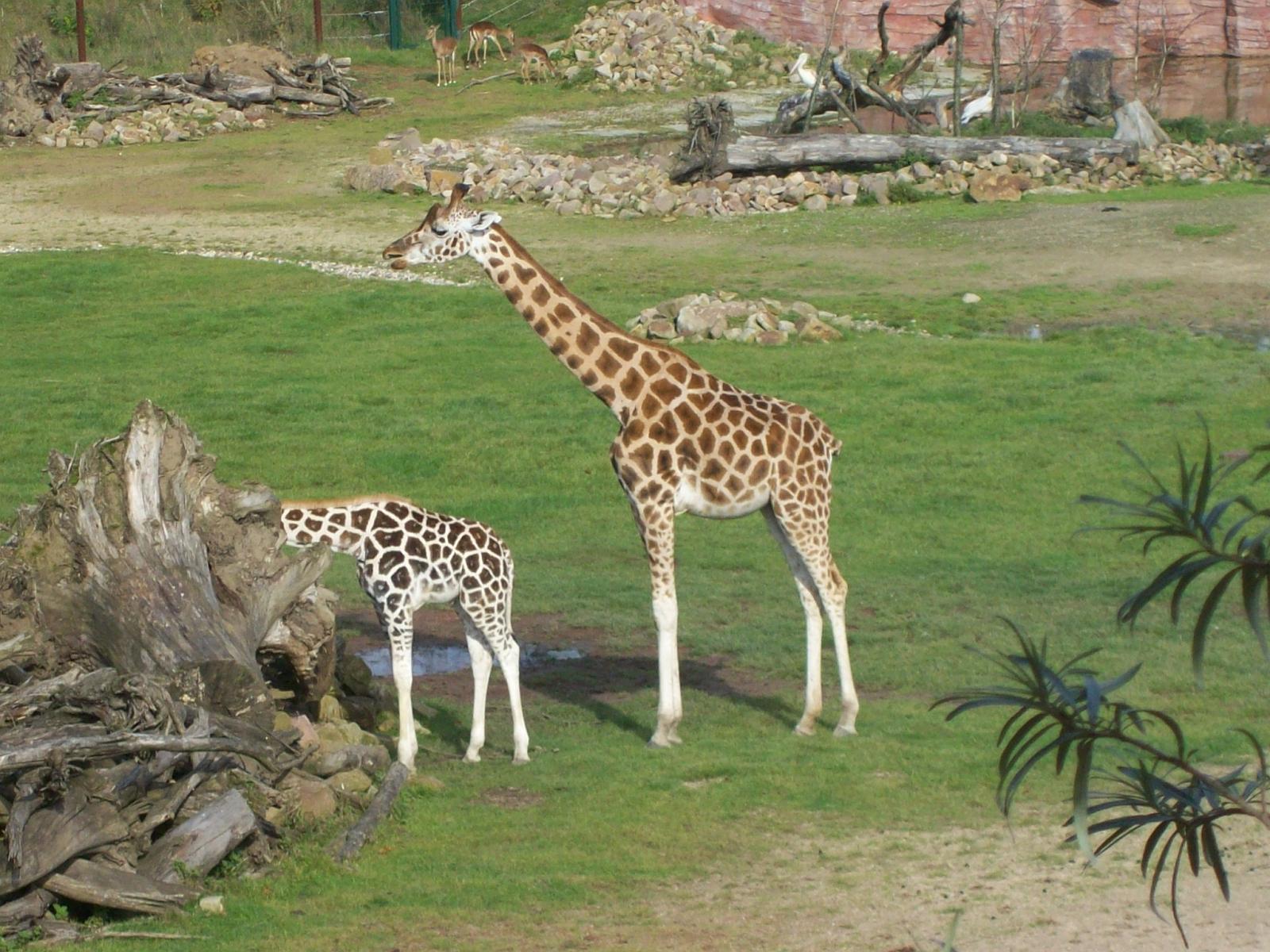 Zoom 18.10.2008-107.jpg